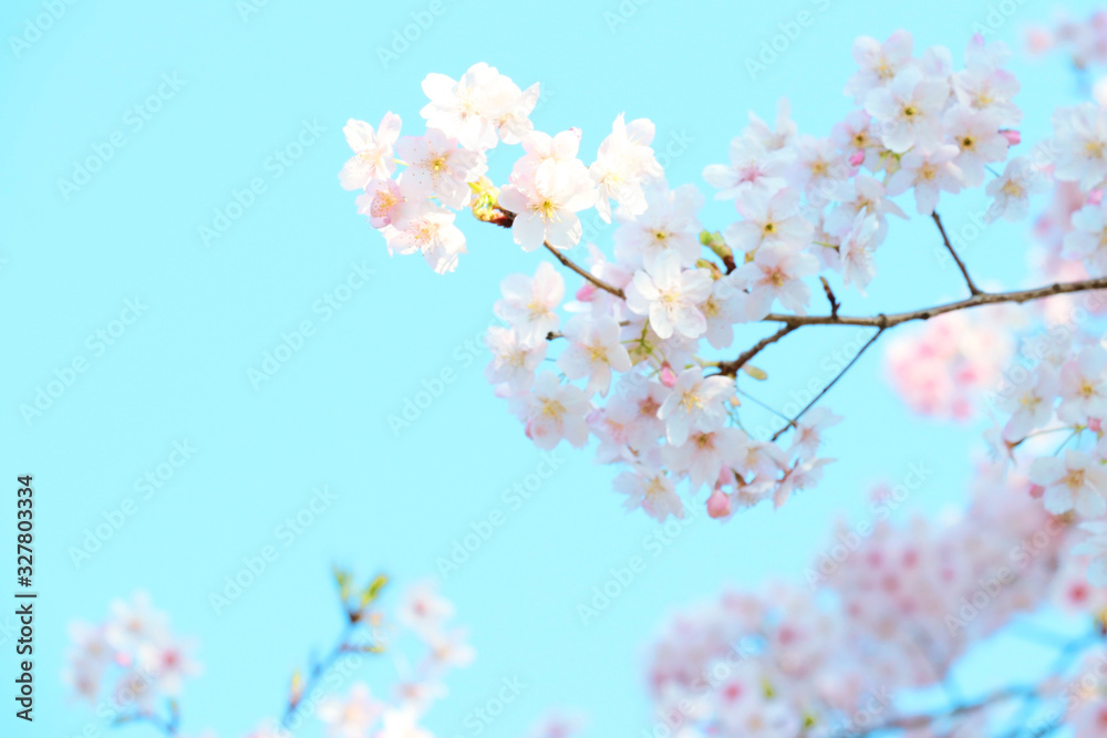 Obraz premium サクラ