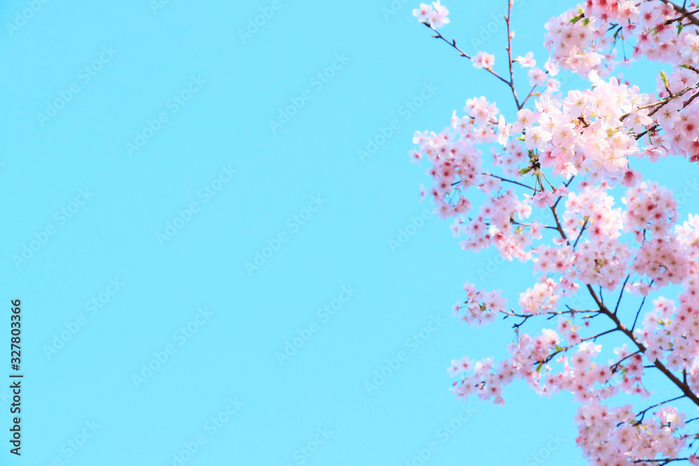桜 桜
