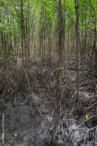 Mangrove forest or Intertidal forest (Kongkang trees) in the Kung Krabaen Bay, Nature Centre of Chantaburi, eastern of Thailand.