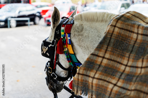 Stylish white horse. Beautiful portrait of dressed horse in downtown of Corfu.