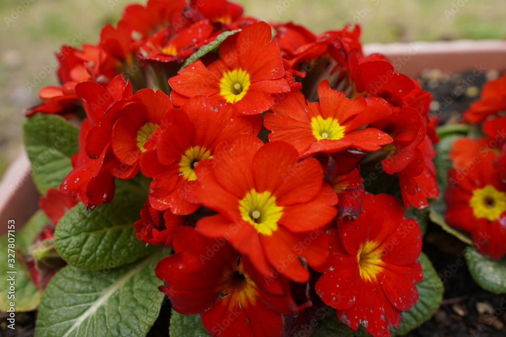 red flowers in the garden red flowers in the garden