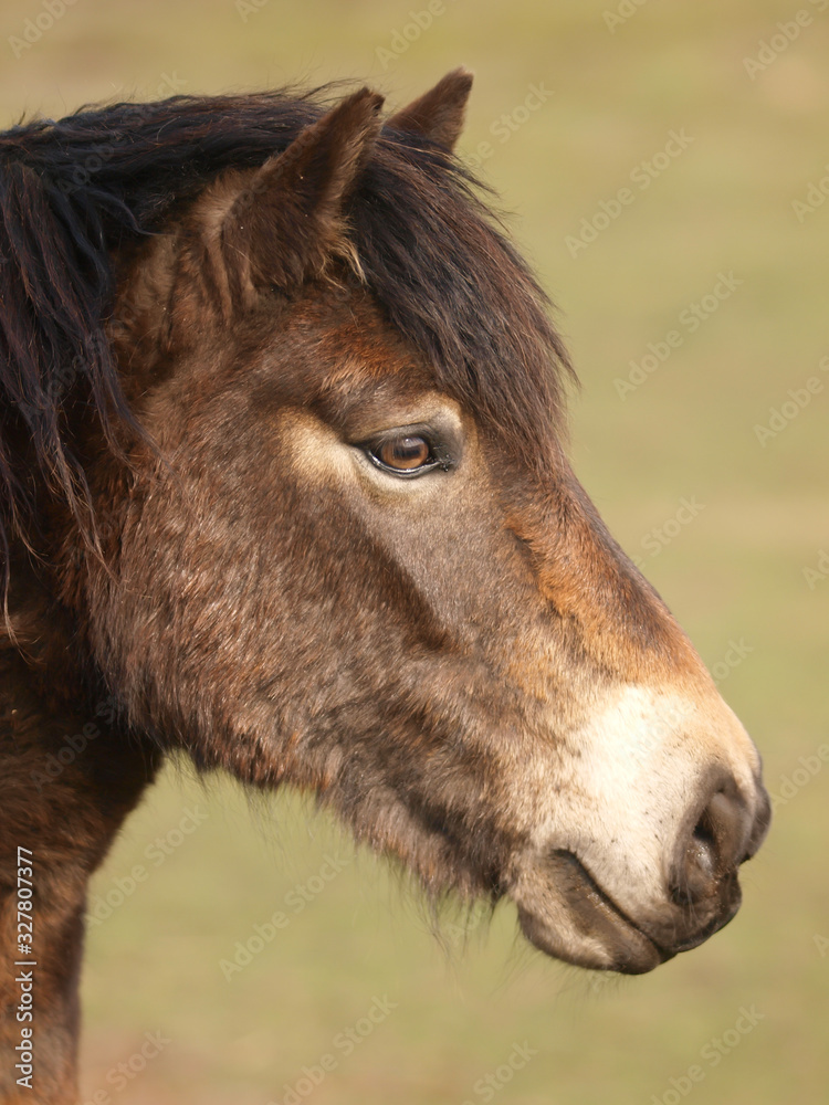 Obraz premium Exmoor Pony Headshot