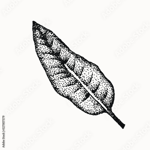 leaf plant botanical hand drawn isolated vector artwork. Trending greenery illustrations for wedding. Drawing for your creative projects, tattoo, posters, floral compositions, graphic design.