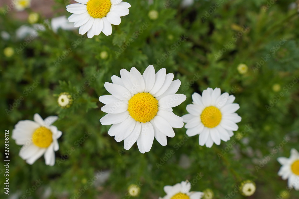 white flower white flower