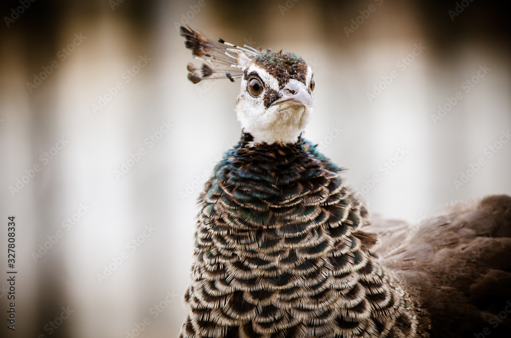 Obraz premium Animals Serie