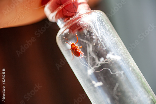 A doctor holds a test tube with an ixodic tick photo