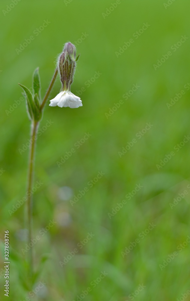 beautiful fragile white flower in nature, Silene Latifolia beautiful fragile white flower in nature, Silene Latifolia