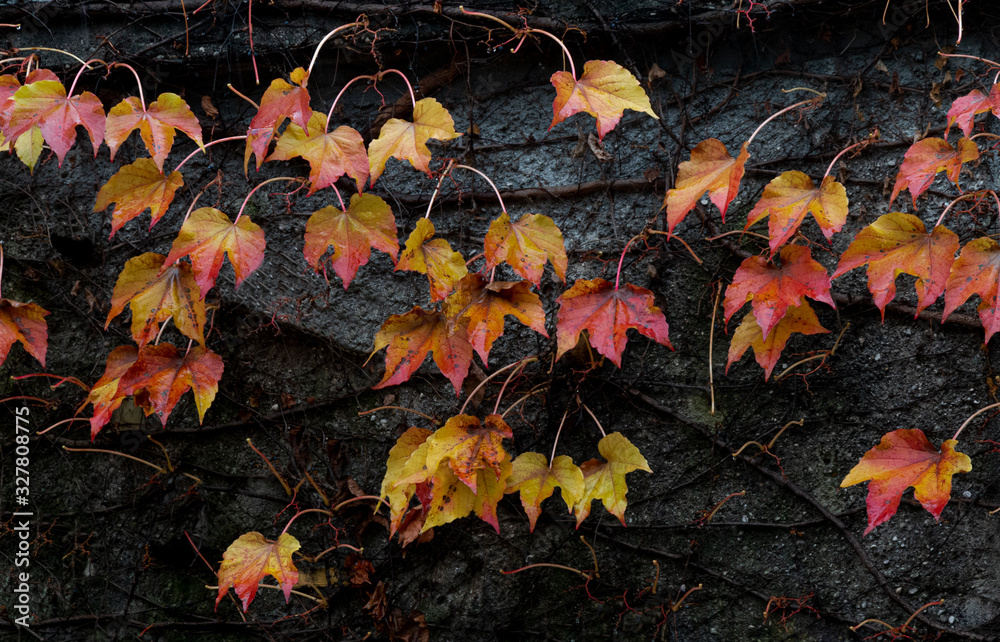Leaves with autumnal tones on a black background Leaves with autumnal tones on a black background
