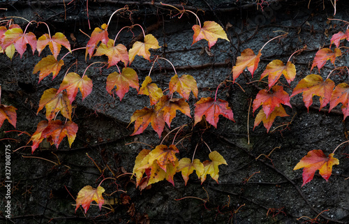 Leaves with autumnal tones on a black background © FranciscoJavier