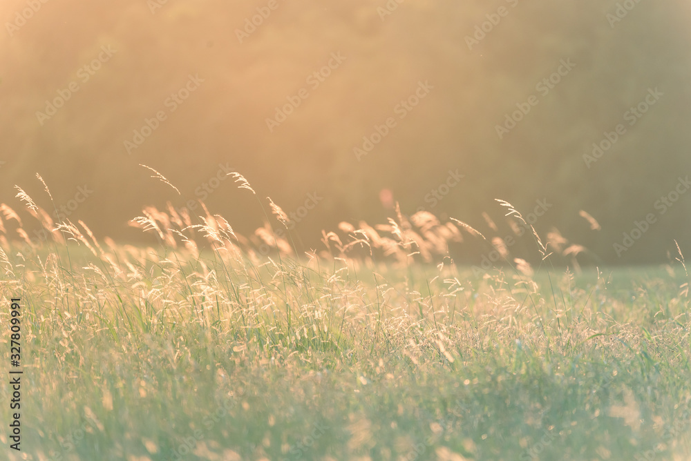Beautiful grass flower blooming in windy with lush green background