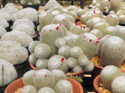 Mammillaria geminispina Cactus and pink flower in flower pot, other names includes Twin spined cactus, Whitey and White Cactus. photo