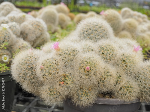 Mammillaria geminispina Cactus and pink flower in flower pot, other names includes Twin spined cactus, Whitey and White Cactus. photo