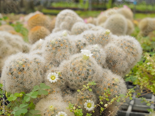 Mammillaria geminispina Cactus and white flower in flower pot, other names includes Twin spined cactus, Whitey and White Cactus. photo