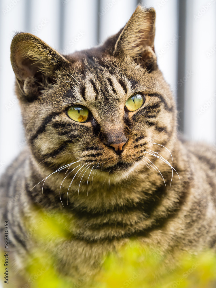 猫 cat 43 猫 cat 43