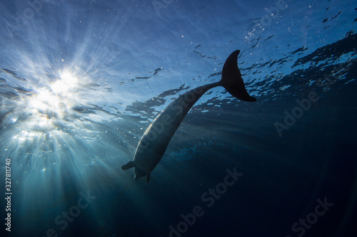 Dolphins © Mori kei