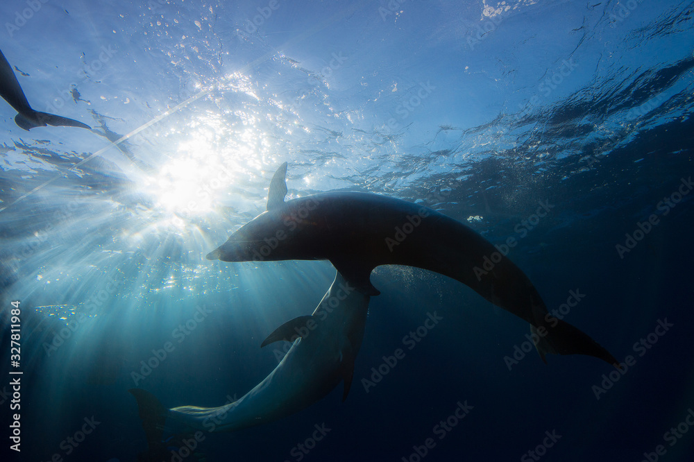 Naklejka premium Dolphins