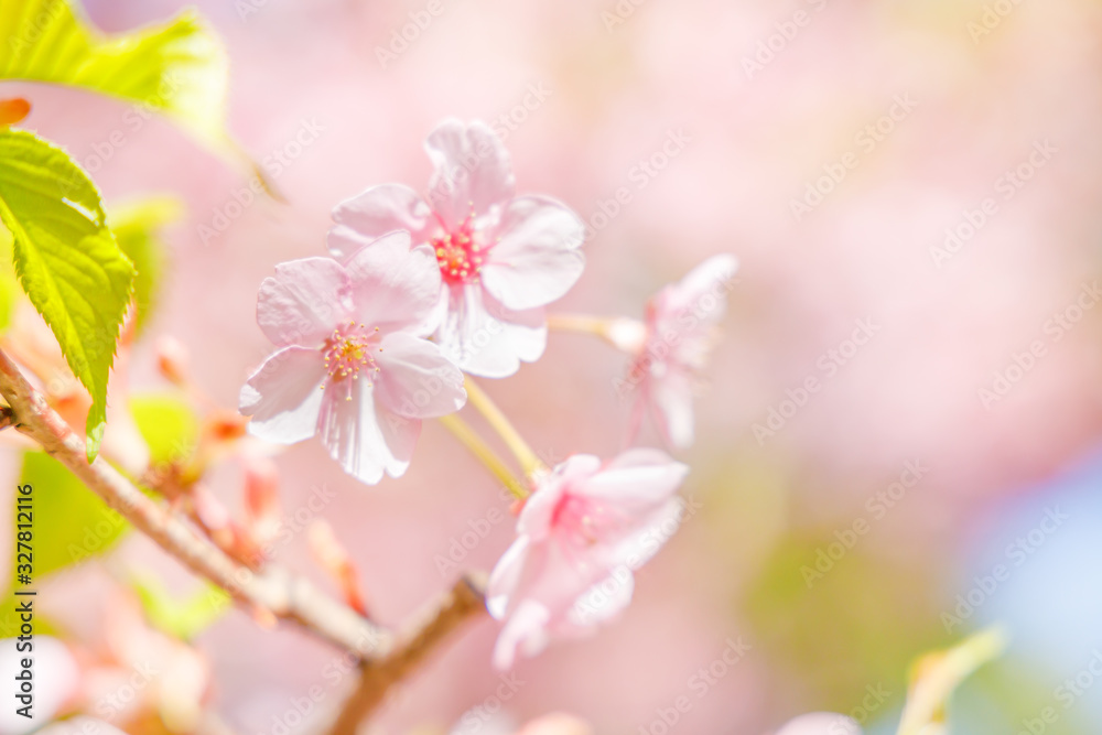 Obraz premium 満開の桜の花と新緑の葉