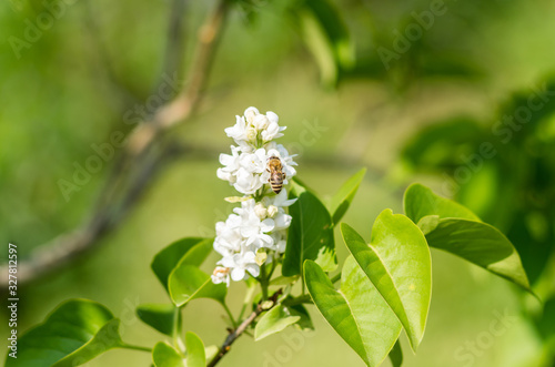 A small bee perched on the color of a white lilac.