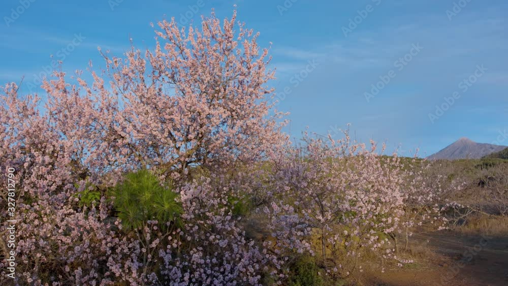 Almond tree in Teide National Park beautiful flowers bloom at the foot of the volcano Delicate buds and petals of beautiful pink flowers of a cherry tree on a background of mountains URSA 4.6K shot Almond tree in Teide National Park beautiful flowers bloom at the foot of the volcano Delicate buds and petals of beautiful pink flowers of a cherry tree on a background of mountains URSA 4.6K shot