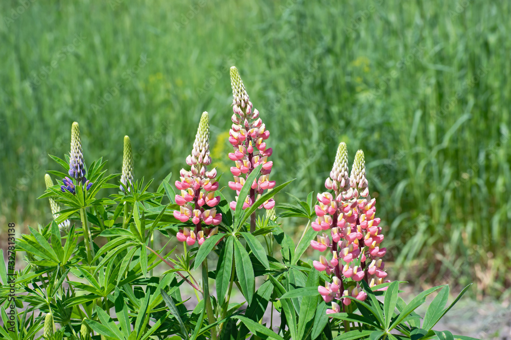 Glade of pink, yellow and violet lupine flowers Glade of pink, yellow and violet lupine flowers