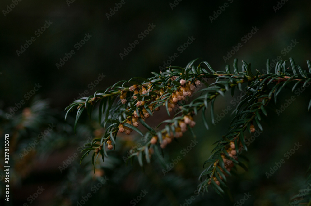 deep green spruce branches background, macro photo deep green spruce branches background, macro photo