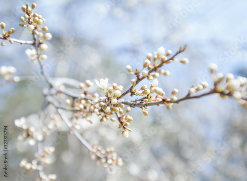 Spring Tree Blossom