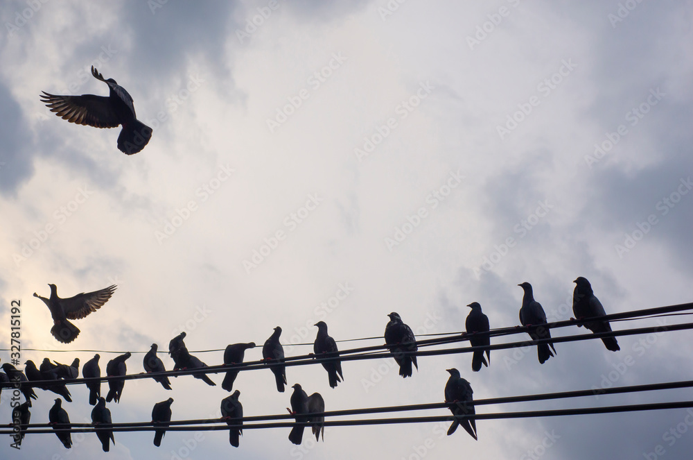 A group of birds gather together on a cable. A group of birds gather together on a cable.