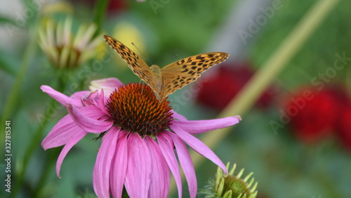 Butterfly on a flower, Guca, Serbia