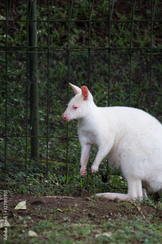 Albino kangaroo