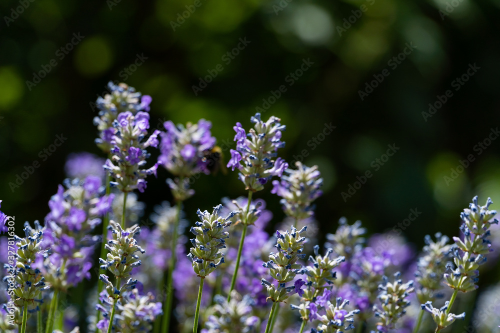 Close up of lavender flowers on a field Close up of lavender flowers on a field