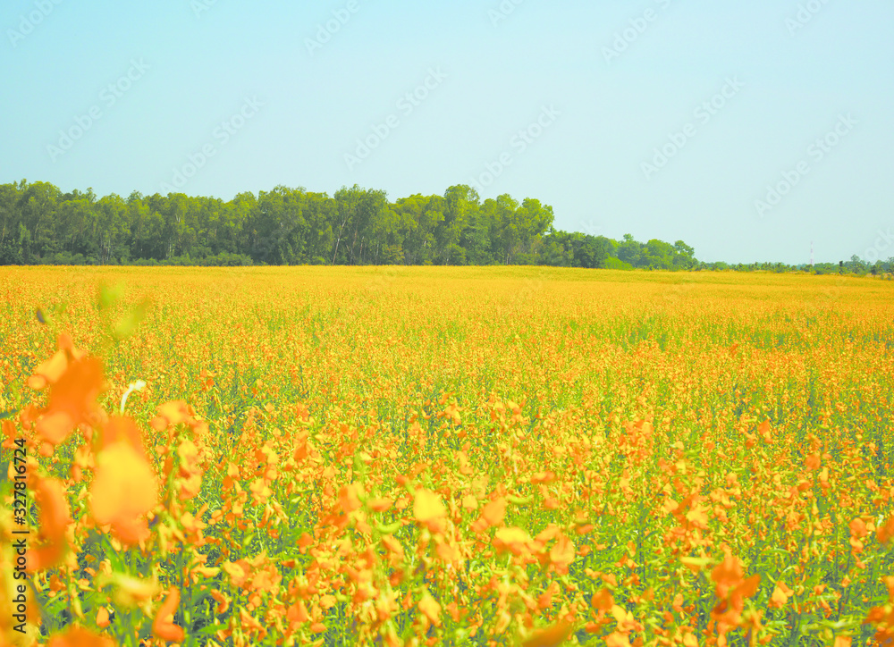 field of flowers nature summer 