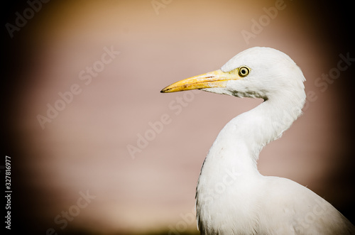 Animals Serie