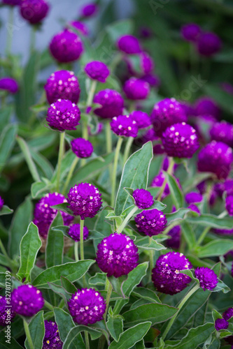 Globe purple flower in the garden