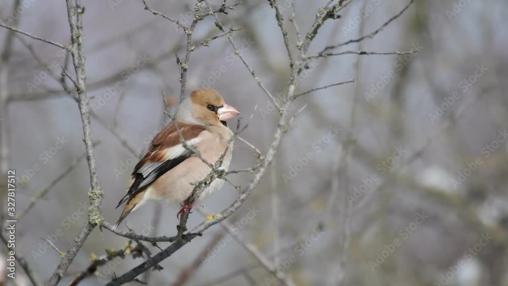 Grosbeak (Coccothraustes coccothrautes) on a branch Grosbeak (Coccothraustes coccothrautes) on a branch