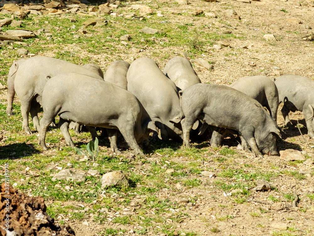 Piara de cerdos Ibéricos pastando en campo abierto Piara de cerdos Ibéricos pastando en campo abierto