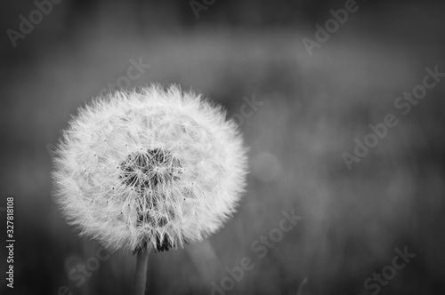 dandelion one, black and white