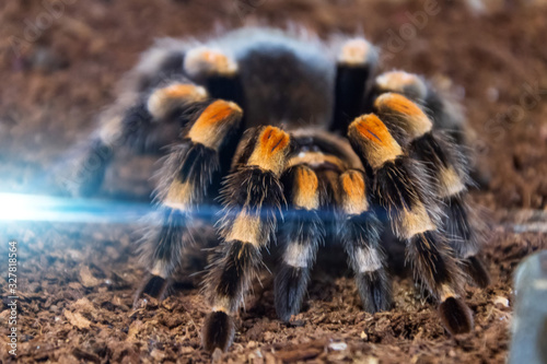 Brazilian whiteknee tarantula spider sits on the ground.