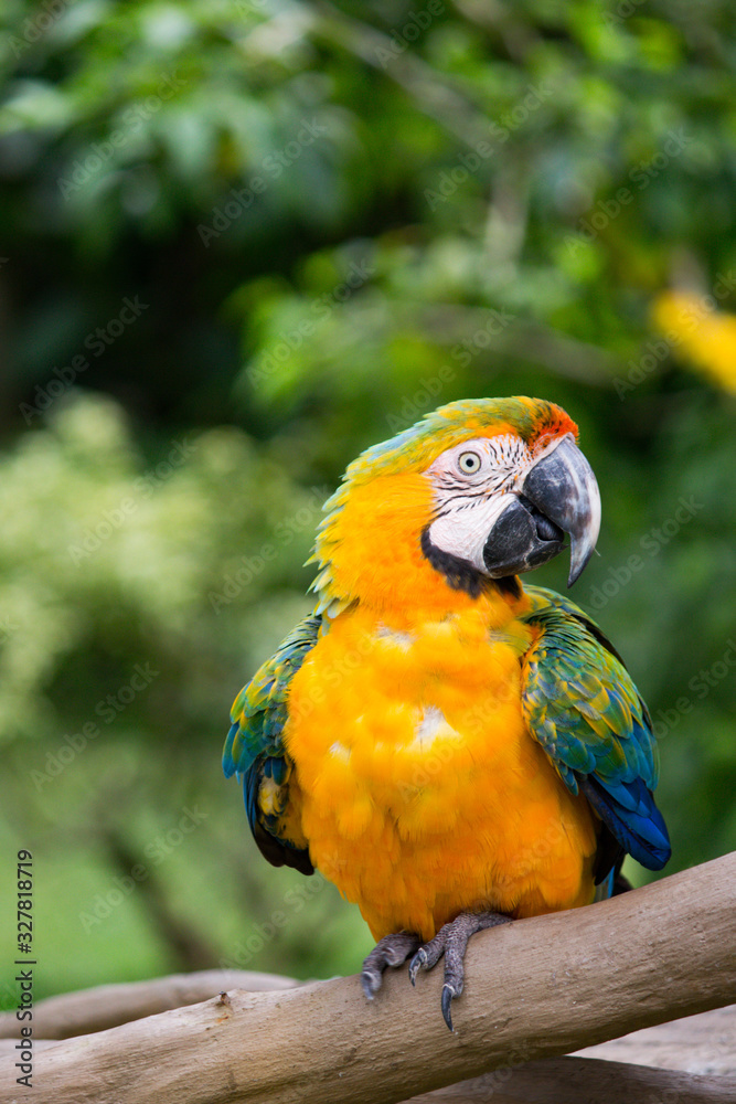 SCARLET MACAW