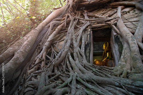 Ancient golden buddha statue in church, ancient temple is Wat Bang Kung, outside is covered with root of banyan tree.