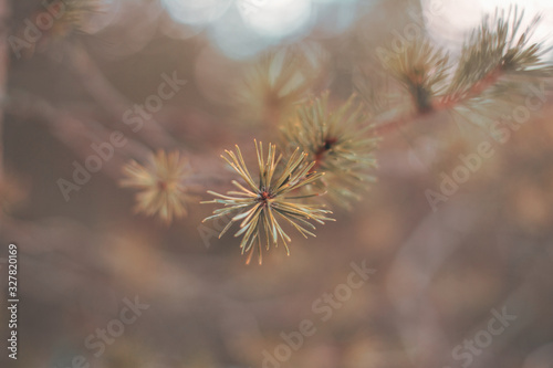 Close up of pine tree branch. Soft focus and shallow depth of field. Brown forest background with wide angle.