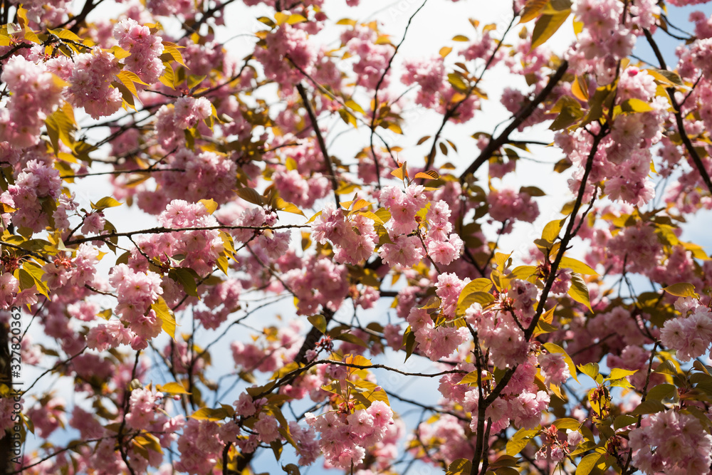 Kolorowe odcienie wiosny lata kwiaty  - obrazy, fototapety, plakaty 