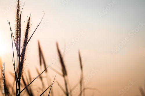 Wild Grass Silhouette against Golden. Beautiful autumn season background wild grass with sunset and blue sky in fall. Spikelet in the field at sunset. The texture of grass at sunset.