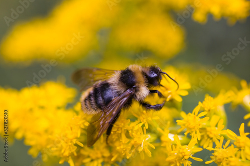  little bee on a yellow summer flower in the meadow on a summer day, © Joanna Redesiuk