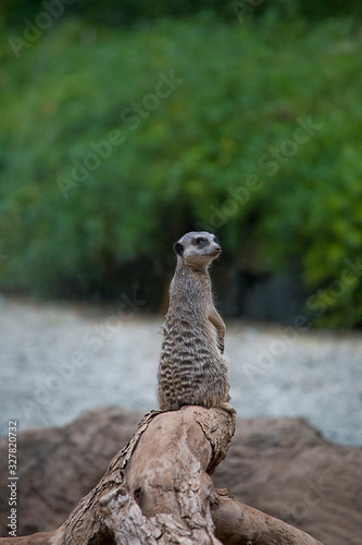  small animal mammal meerkat in closeup in natural habitat © Joanna Redesiuk