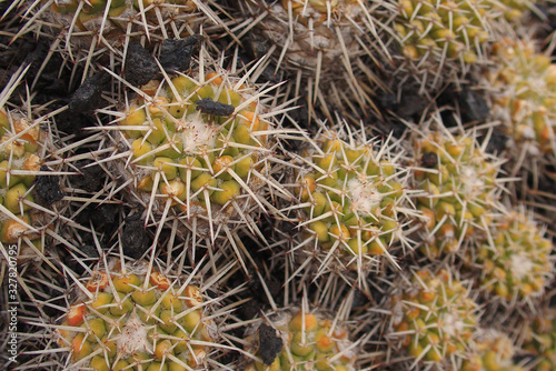  natural orginane green background made of cactus with spines in close-up