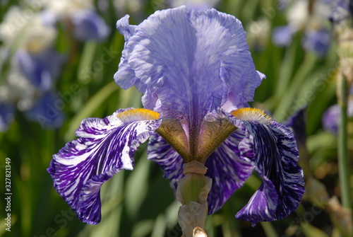 Fotografi Tall bearded iris, Millenium Falcon