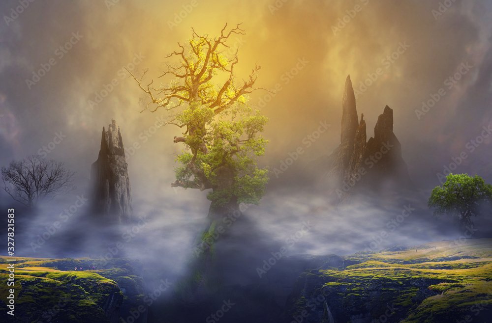 Fototapeta premium morning in the forest
