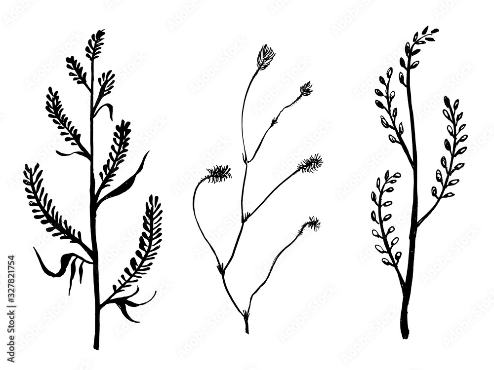 Wild herbs collection. Hand drawn field and forest plants in sketchy style. Vectorized ink illustration in black and white Wild herbs collection. Hand drawn field and forest plants in sketchy style. Vectorized ink illustration in black and white