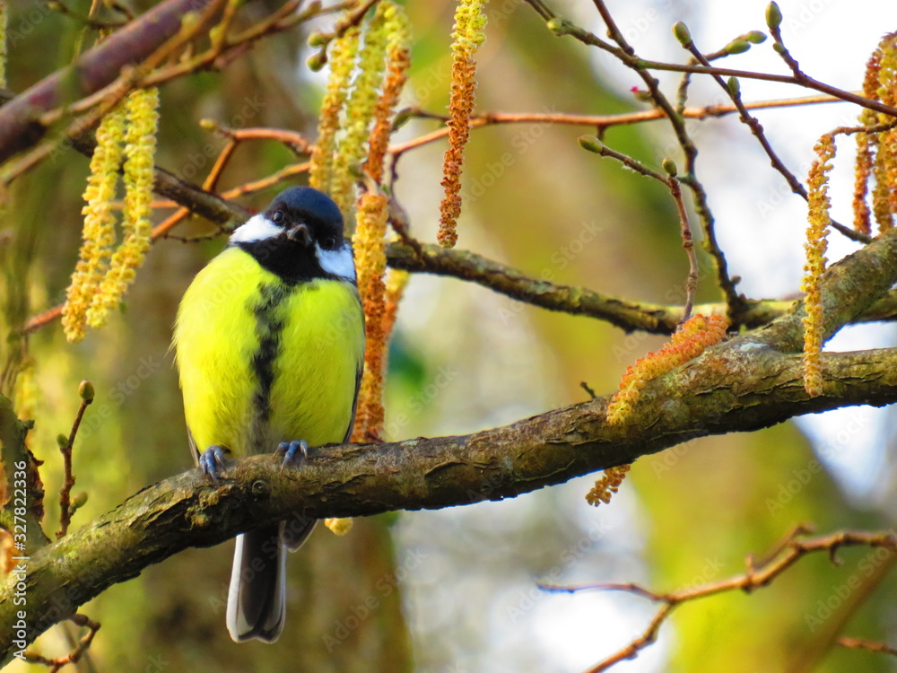 Fototapeta premium Great tit and catkins