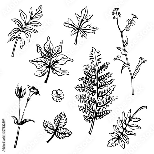 Wild herbs and flowers collection. Hand drawn field and forest plants in sketchy style. Vectorized ink illustration in black and white